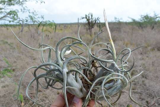 Imagem de Tillandsia paucifolia Baker