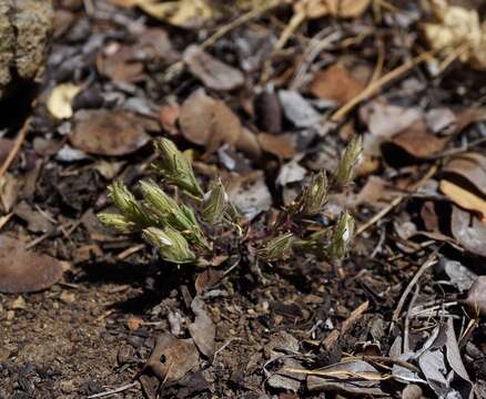 Image of Mt. Diablo bird's-beak