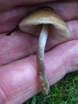 Image of Entoloma conferendum (Britzelm.) Noordel. 1980