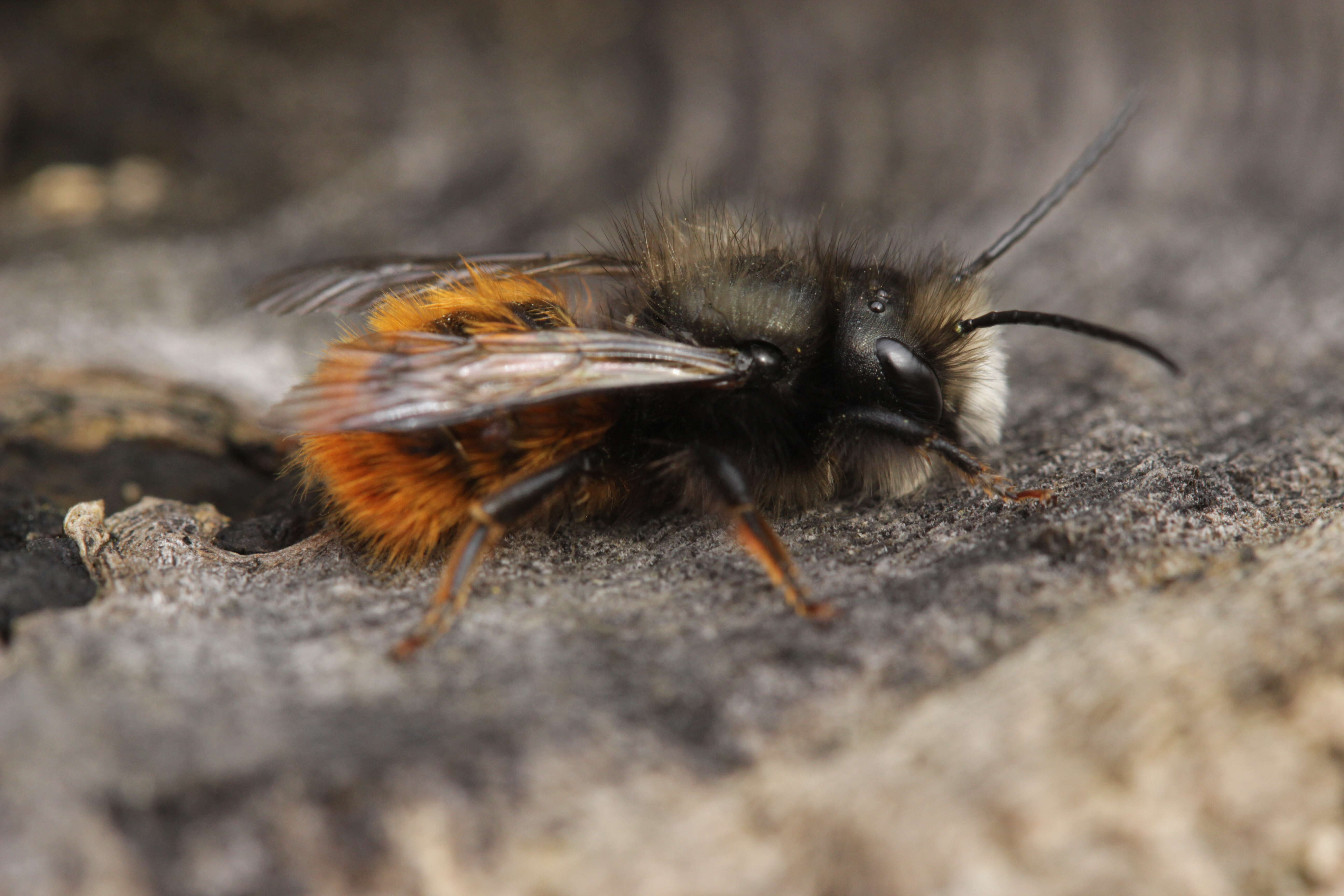 Image of Osmia cornuta (Latreille 1805)