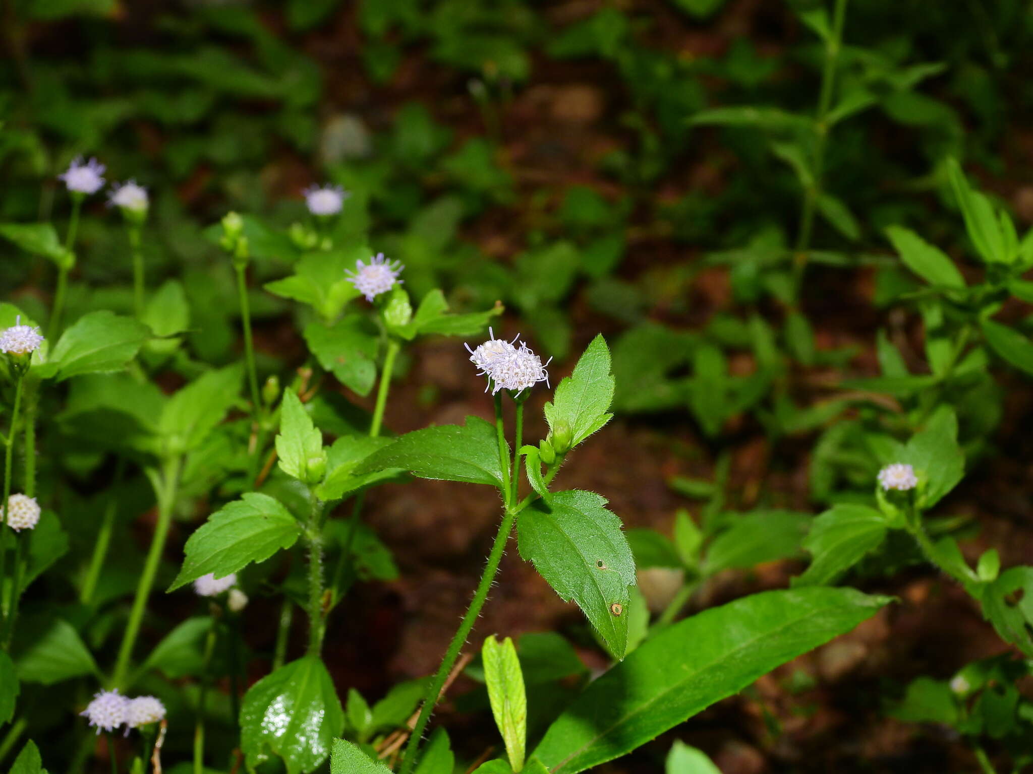 Image of Praxelis diffusa (Rich.) J. F. Pruski