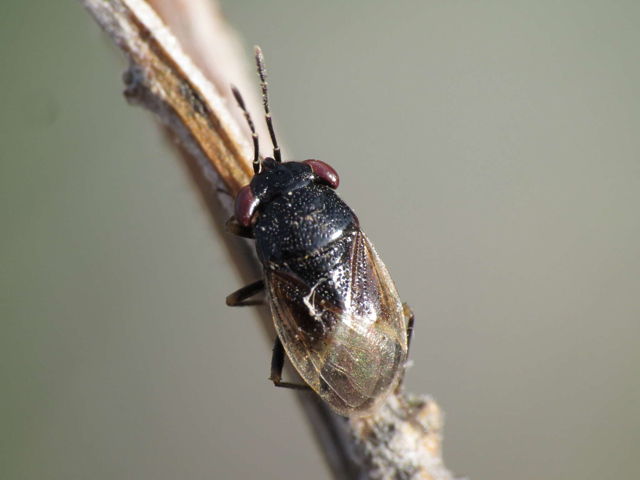 Image of <i>Geocoris pallidipennis</i>