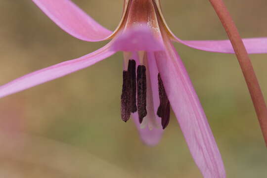 Image of Dog tooth lily