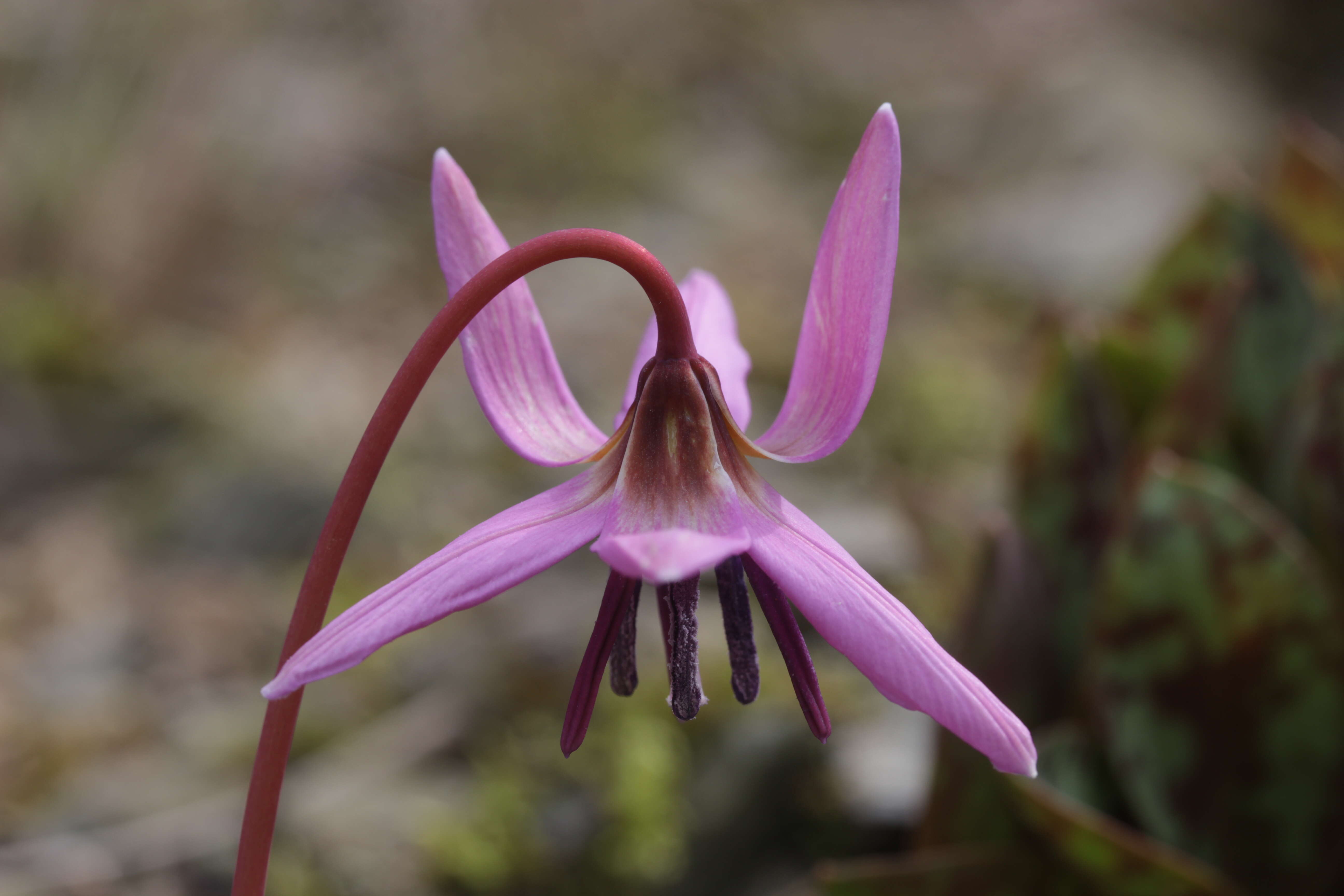 Image of Dog tooth lily