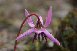 Image of Dog tooth lily