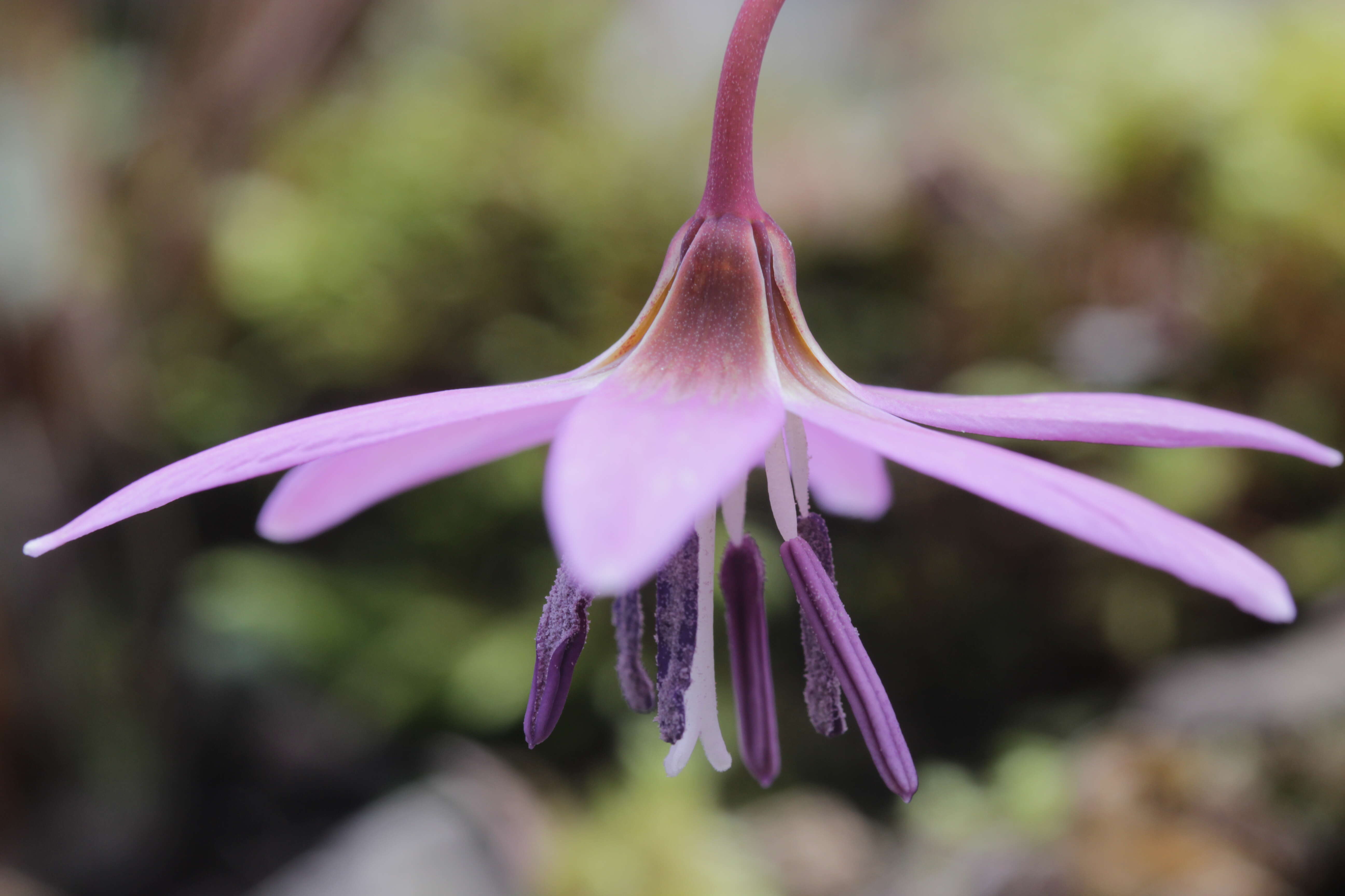 Image of Dog tooth lily