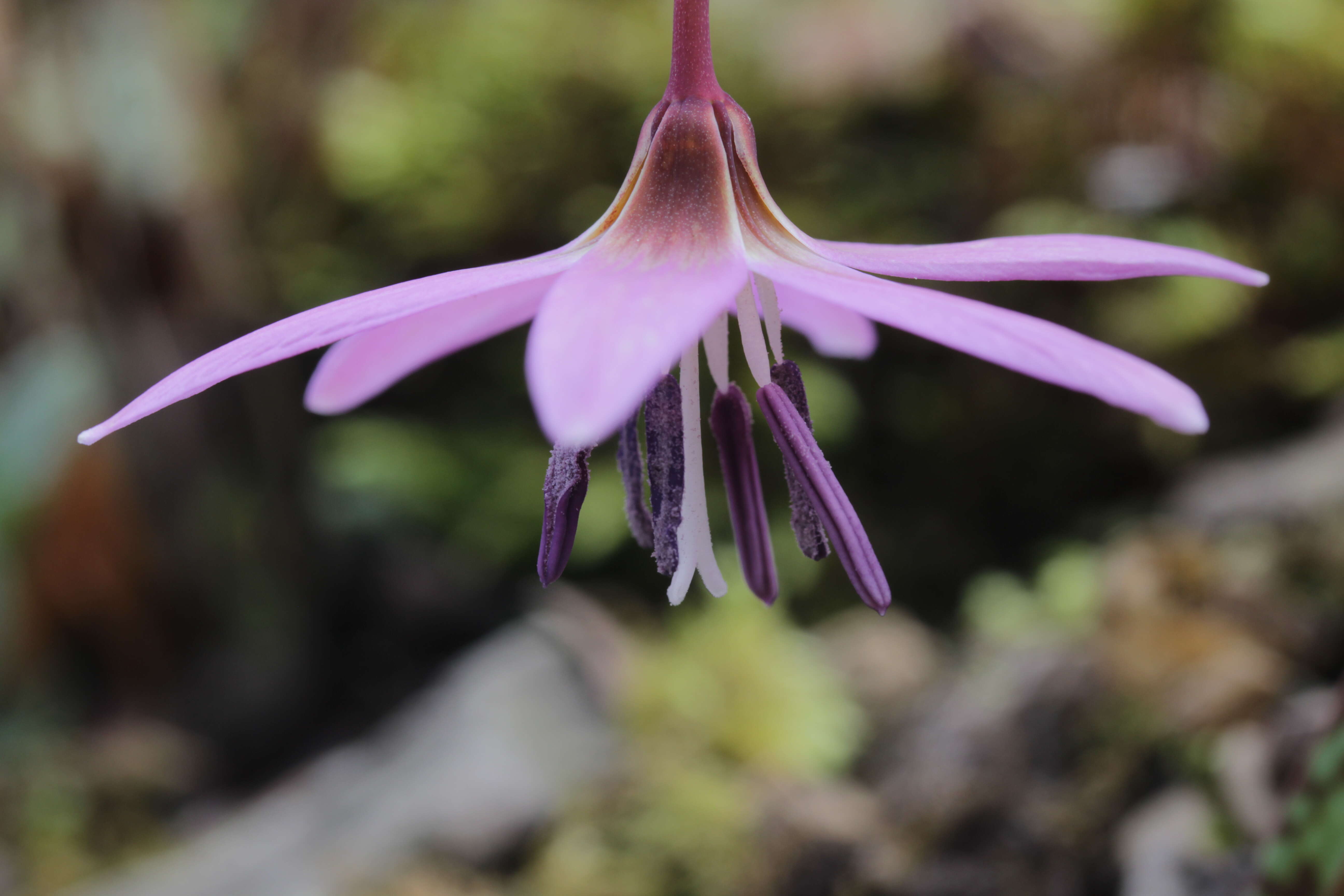 Image of Dog tooth lily