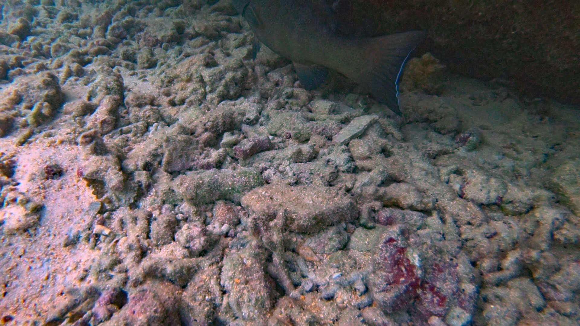 Image of Coral Trout