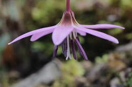 Image of Dog tooth lily