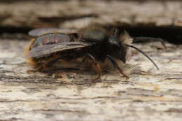 Image of Osmia cornuta (Latreille 1805)