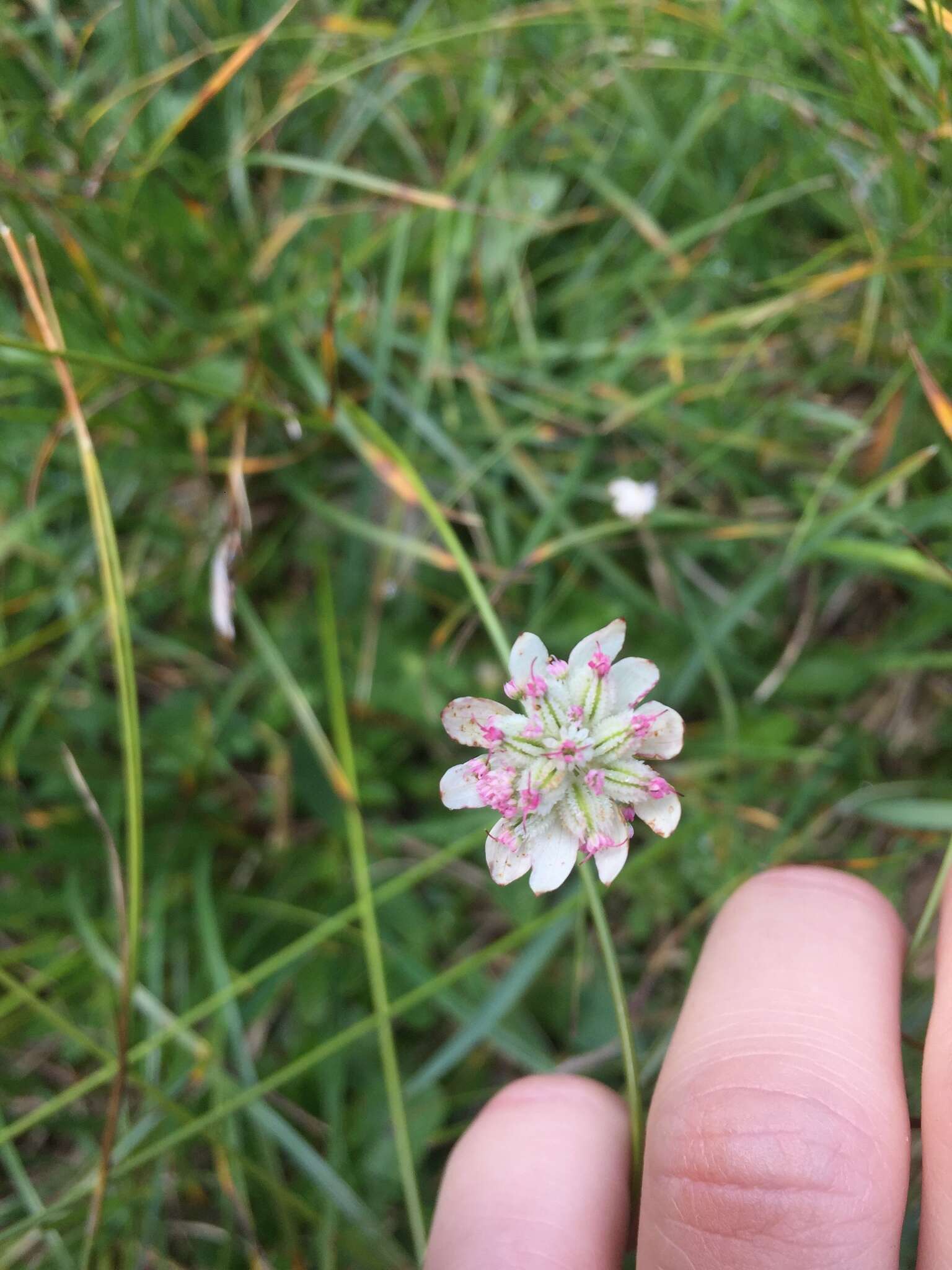 Imagem de Astrantia bavarica F. W. Schultz