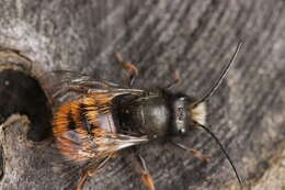 Image of Osmia cornuta (Latreille 1805)