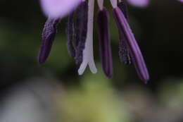 Image of Dog tooth lily