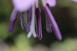 Image of Dog tooth lily