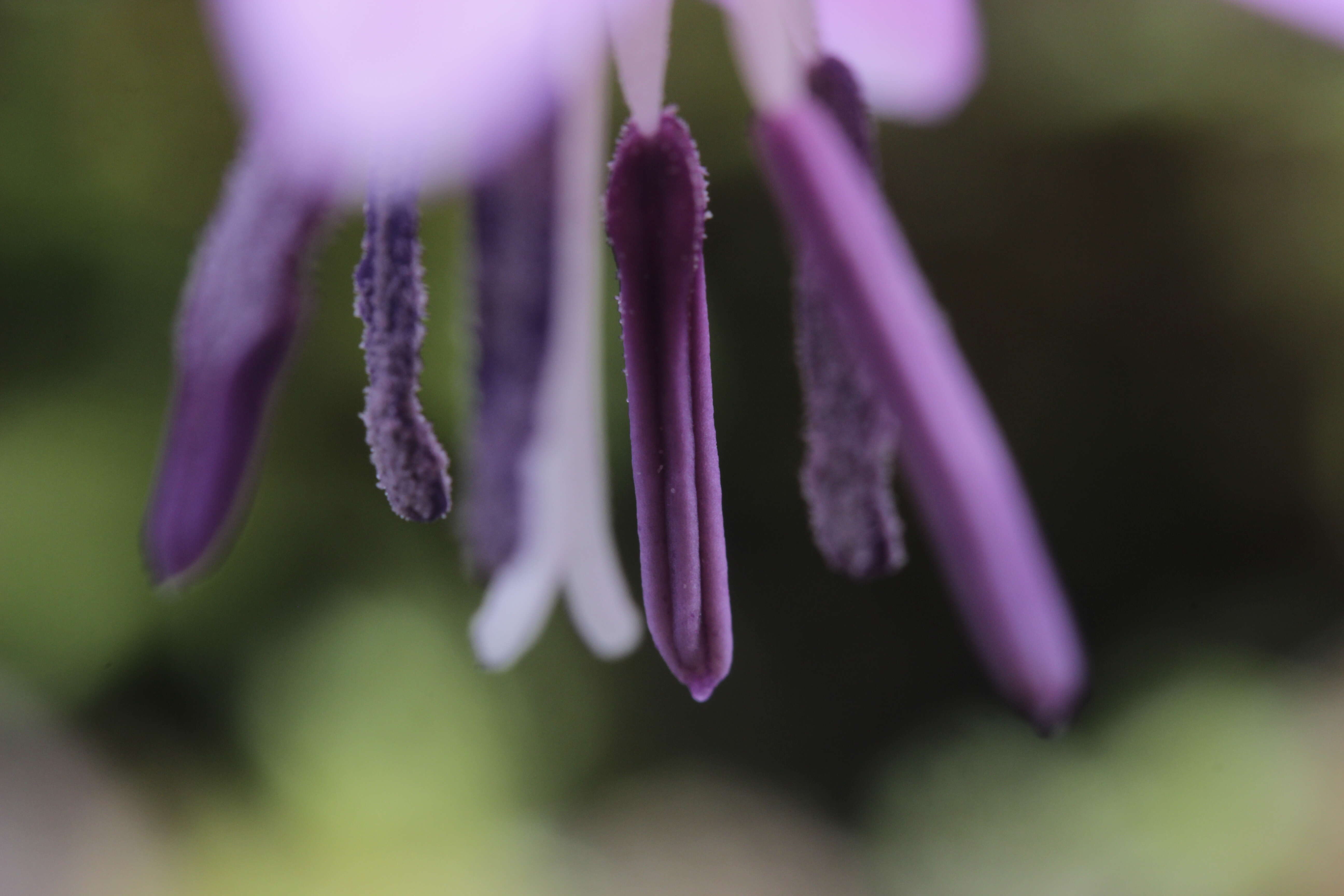 Image of Dog tooth lily