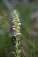 Image of Digitalis viridiflora Lindl.