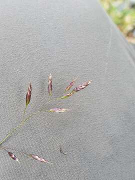 Image of Festuca quadriflora Honck.