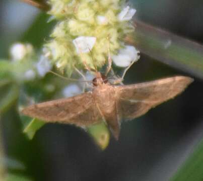 Image of Bean-leaf Webworm Moth