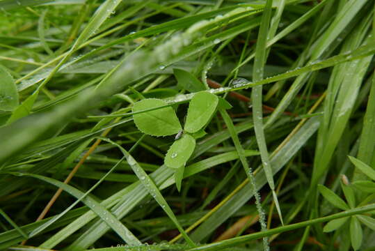 Image of Deltocephalus pulicaris Fallén 1806