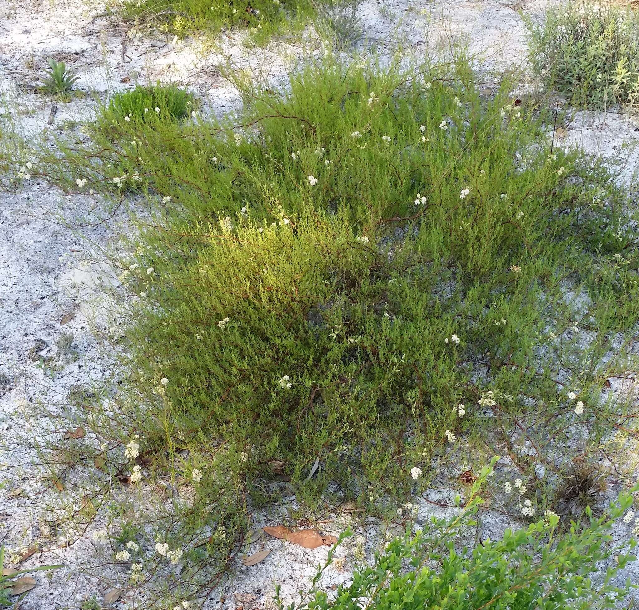 Image de Polygonella myriophylla (Small) Horton