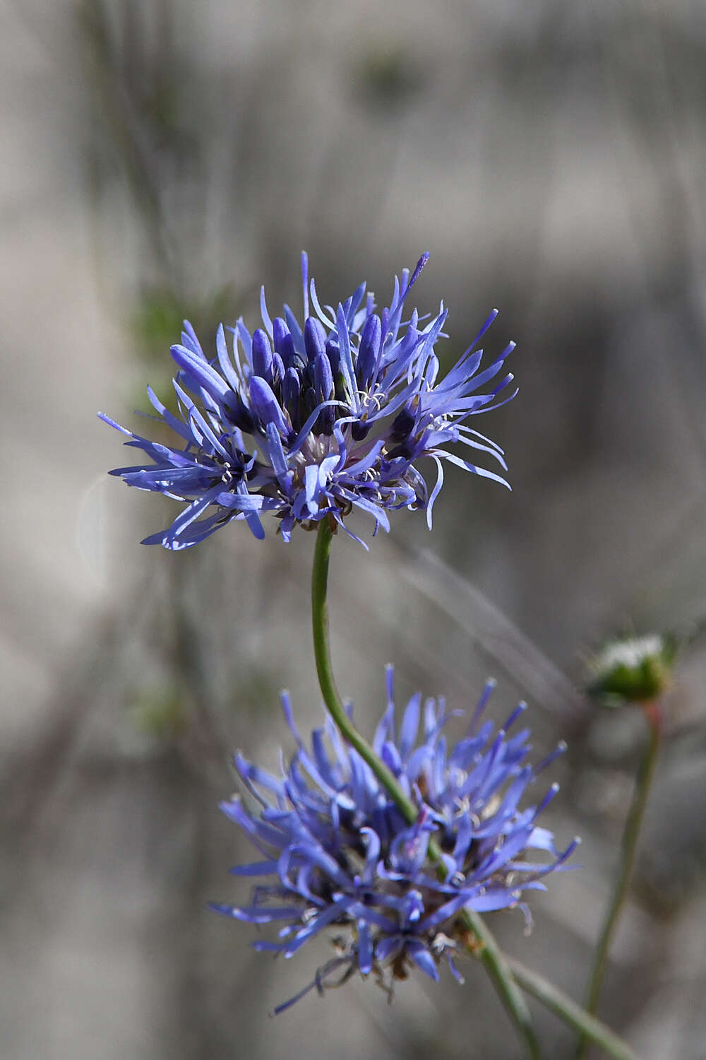 Image of Jasione heldreichii Boiss. & Orph.