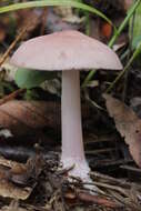 Image of Mycena rosea Gramberg 1912