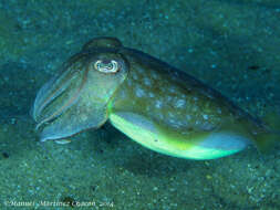 Image of Common Cuttlefish