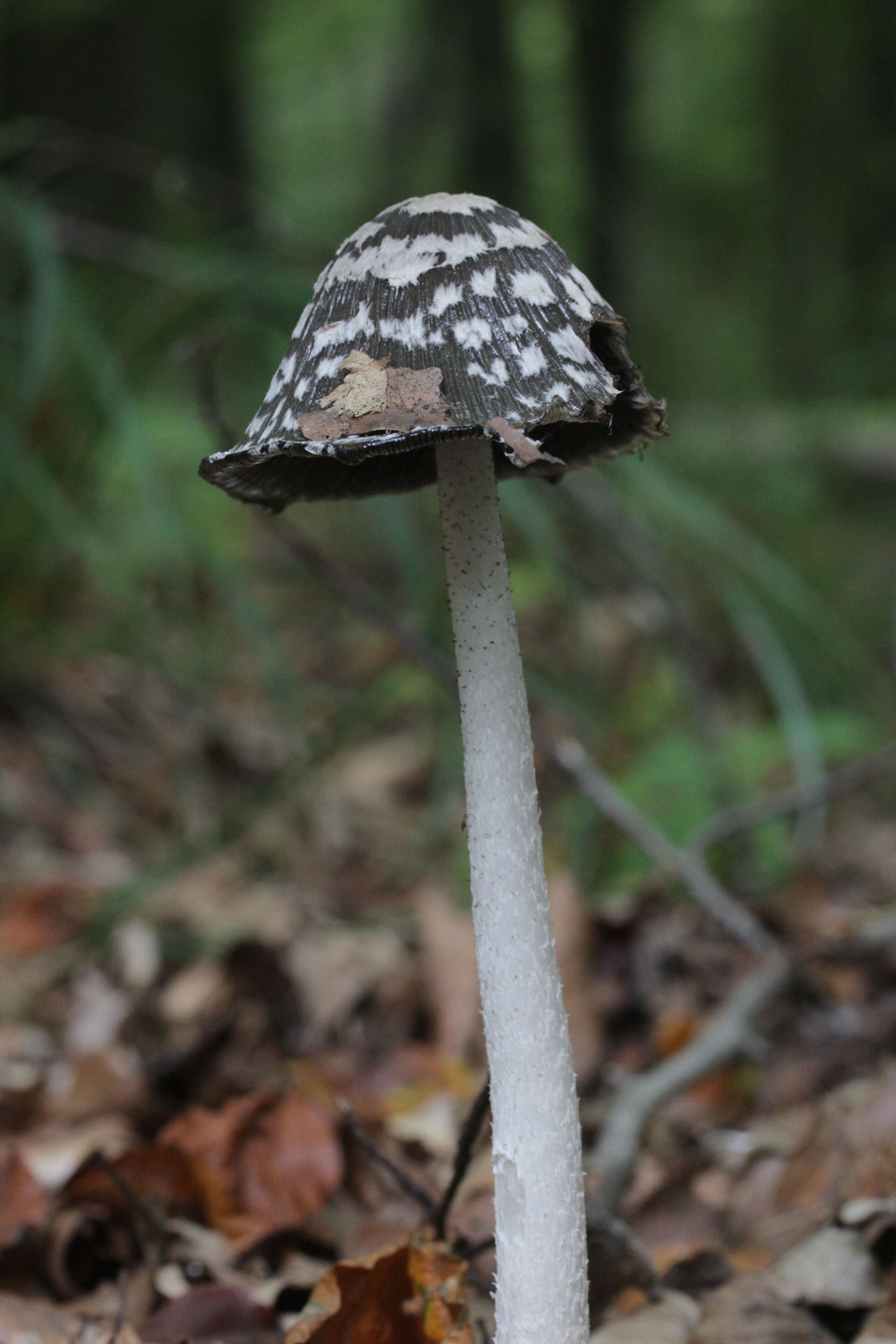 Imagem de Coprinopsis picacea (Bull.) Redhead, Vilgalys & Moncalvo 2001