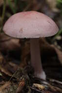 Image of Mycena rosea Gramberg 1912