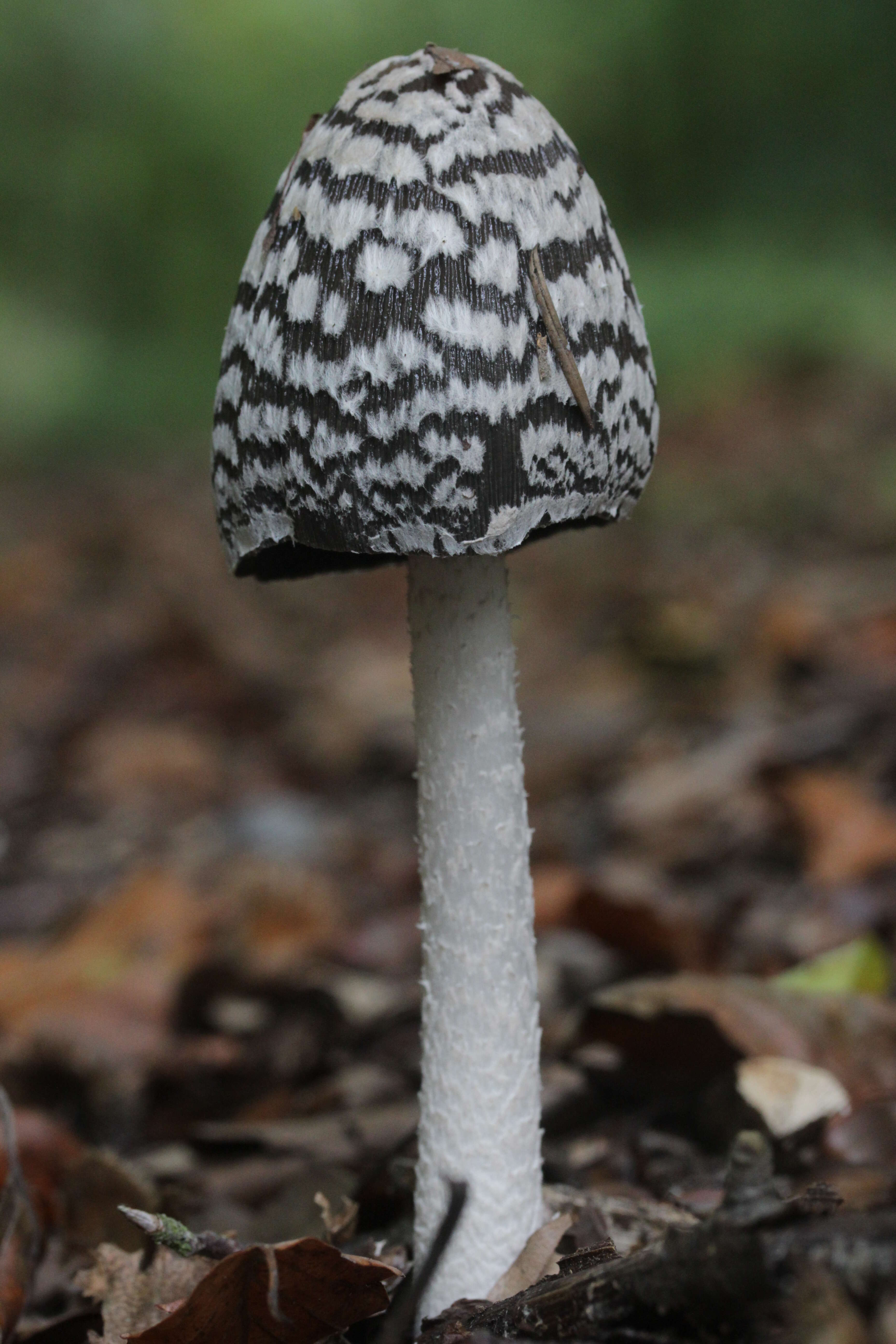 Imagem de Coprinopsis picacea (Bull.) Redhead, Vilgalys & Moncalvo 2001