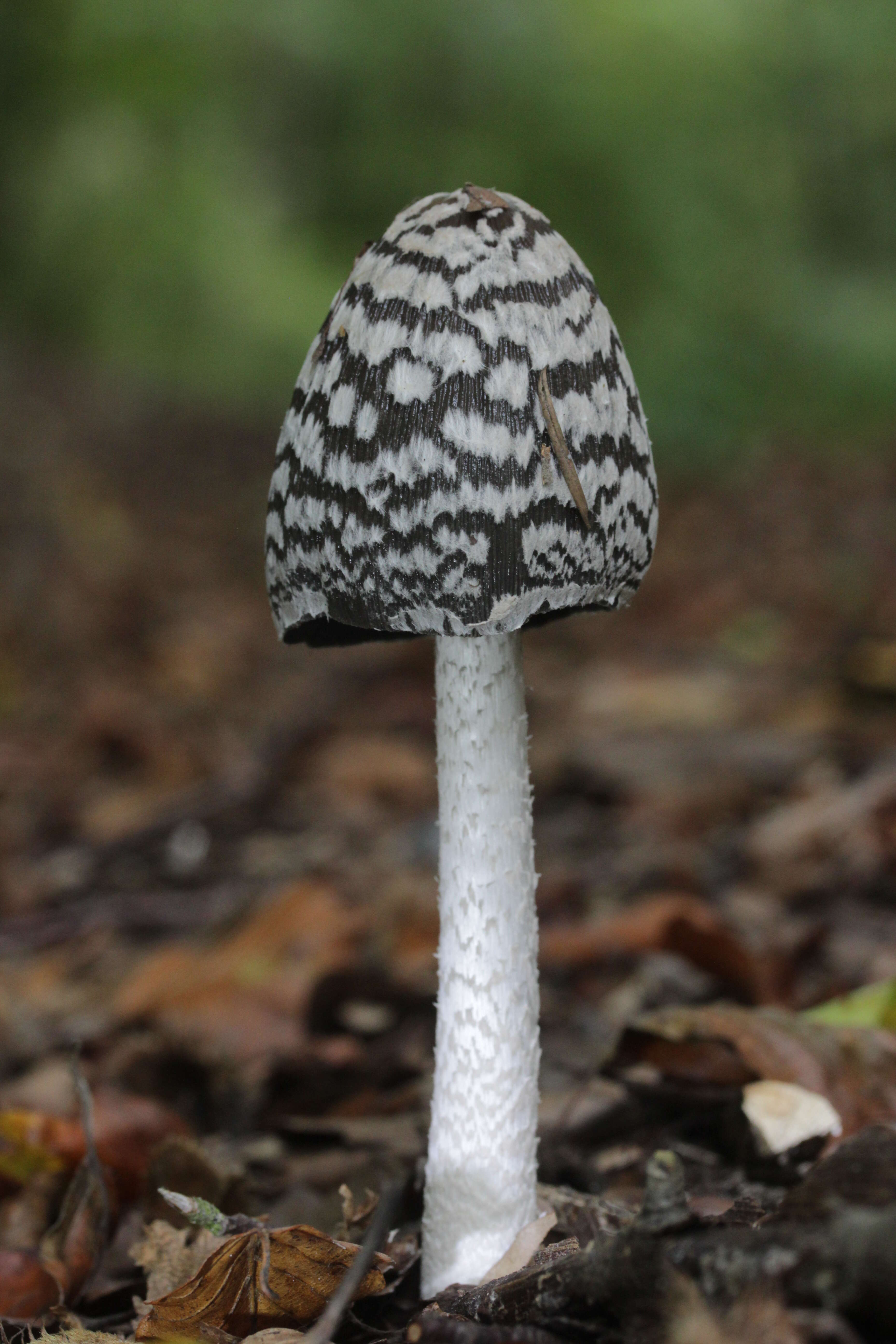 Imagem de Coprinopsis picacea (Bull.) Redhead, Vilgalys & Moncalvo 2001