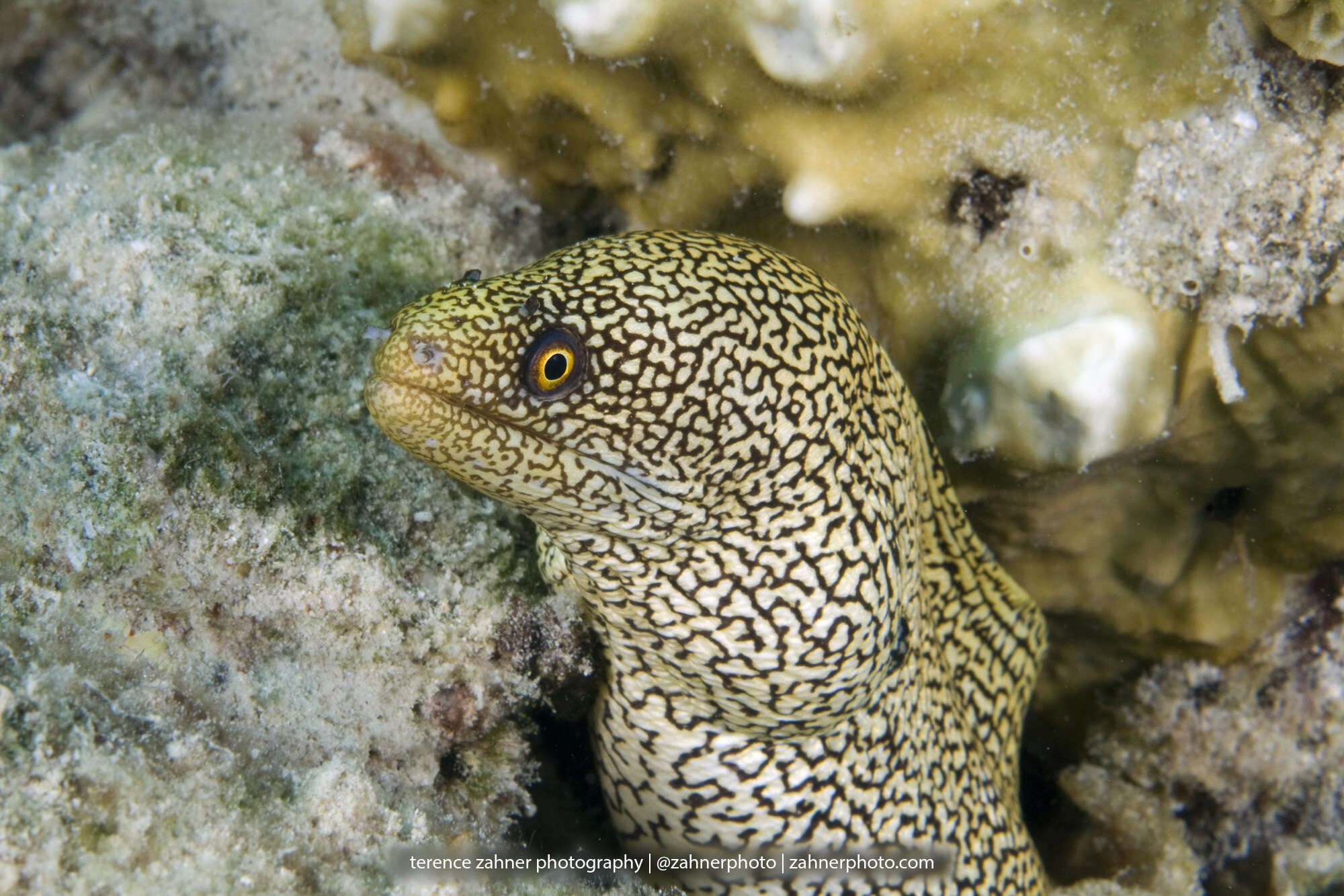 Image of Bastard Eel