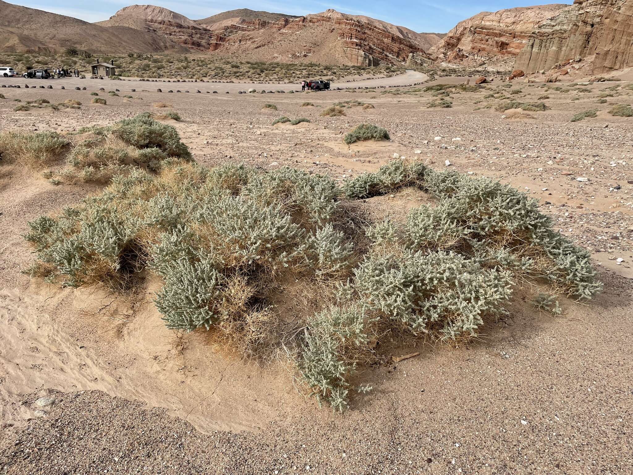 Image of Parry's Saltbush