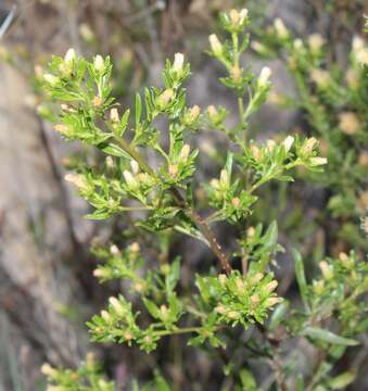 Image of Baccharis ramiflora A. Gray