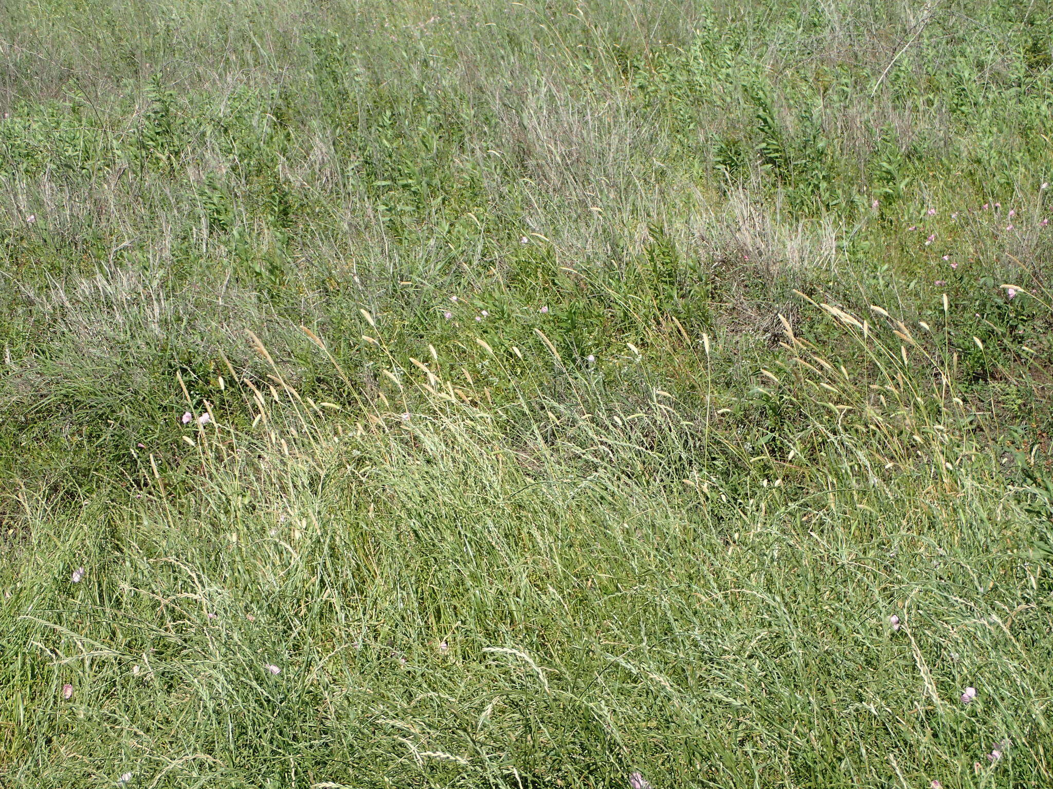 Image of timothy canarygrass