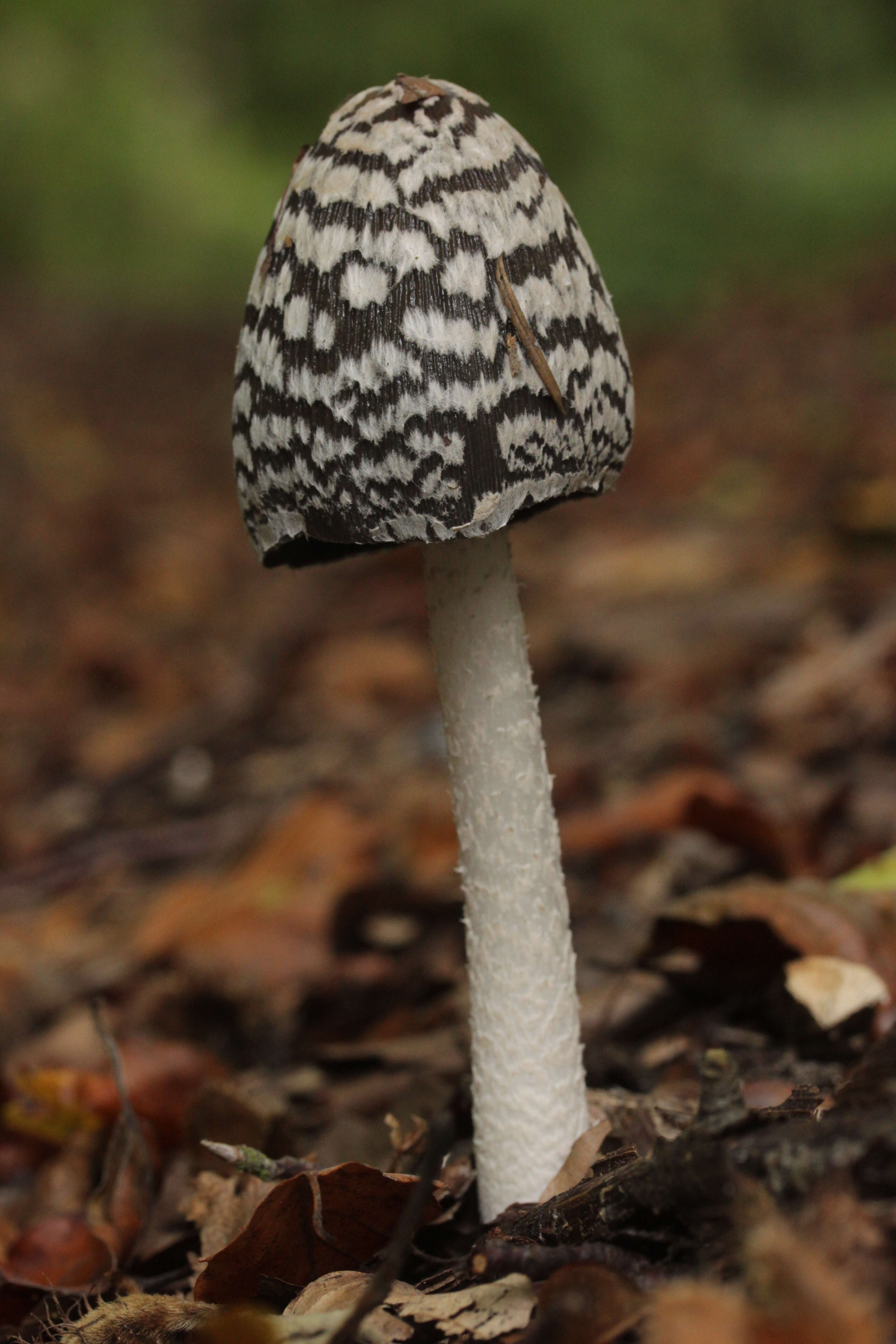 Imagem de Coprinopsis picacea (Bull.) Redhead, Vilgalys & Moncalvo 2001