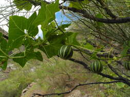 Image of Bryonia verrucosa Dryand. ex Ait.