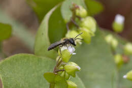 Andrena anisochlora Cockerell 1936 resmi