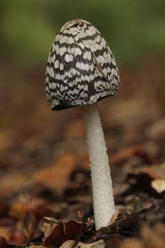 Imagem de Coprinopsis picacea (Bull.) Redhead, Vilgalys & Moncalvo 2001