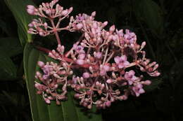 Image of Medinilla speciosa (Reinw. ex Bl.) Bl.