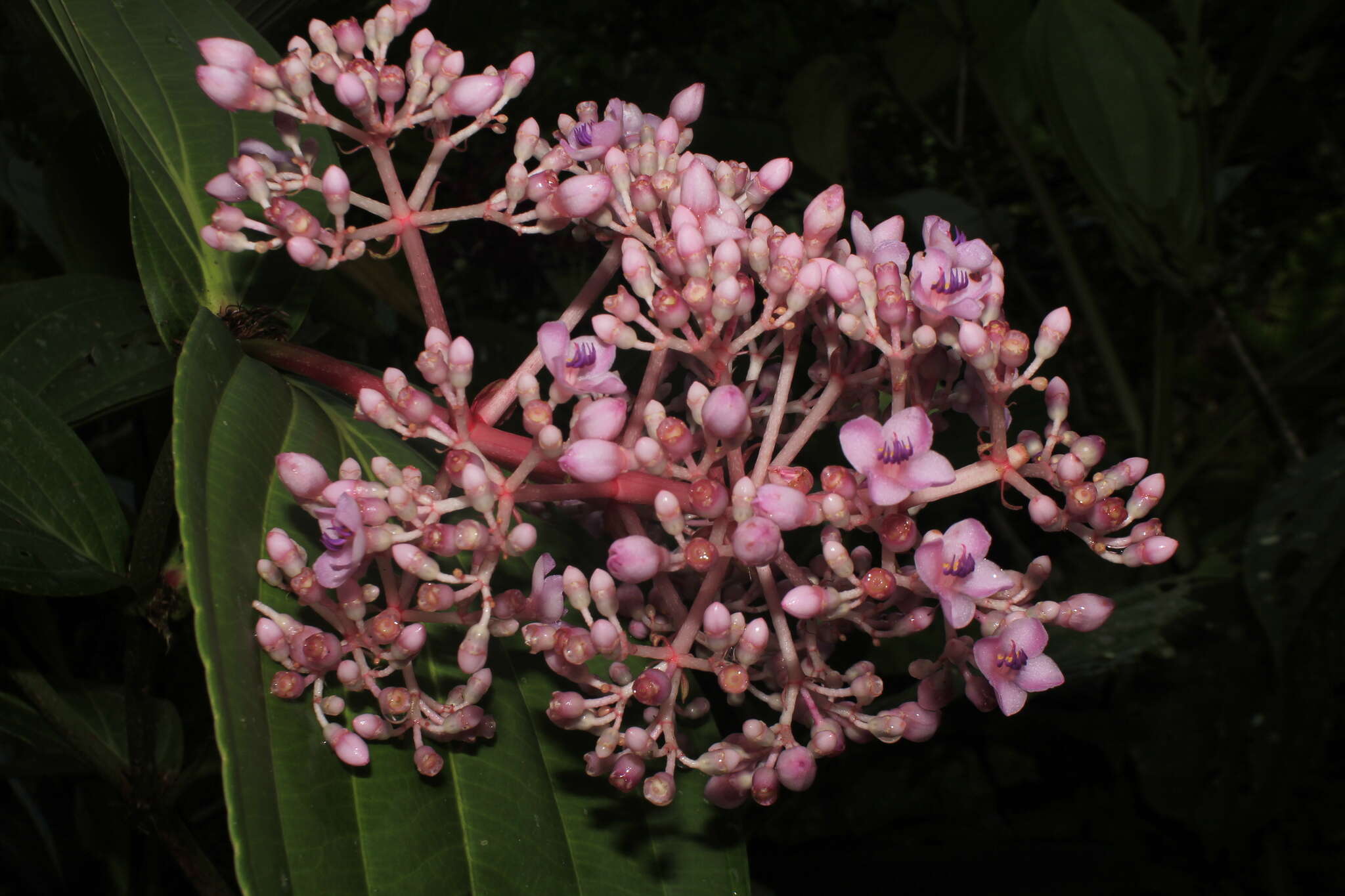 Image of Medinilla speciosa (Reinw. ex Bl.) Bl.