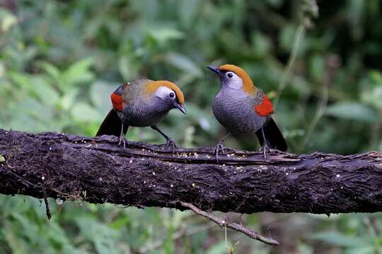 Image of Red-tailed Laughingthrush