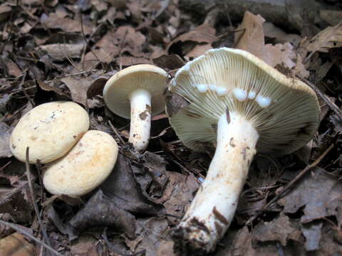 Image of Lactifluus luteolus (Peck) Verbeken 2012