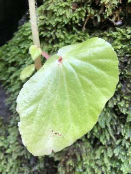 Image of Brazilian Begonia