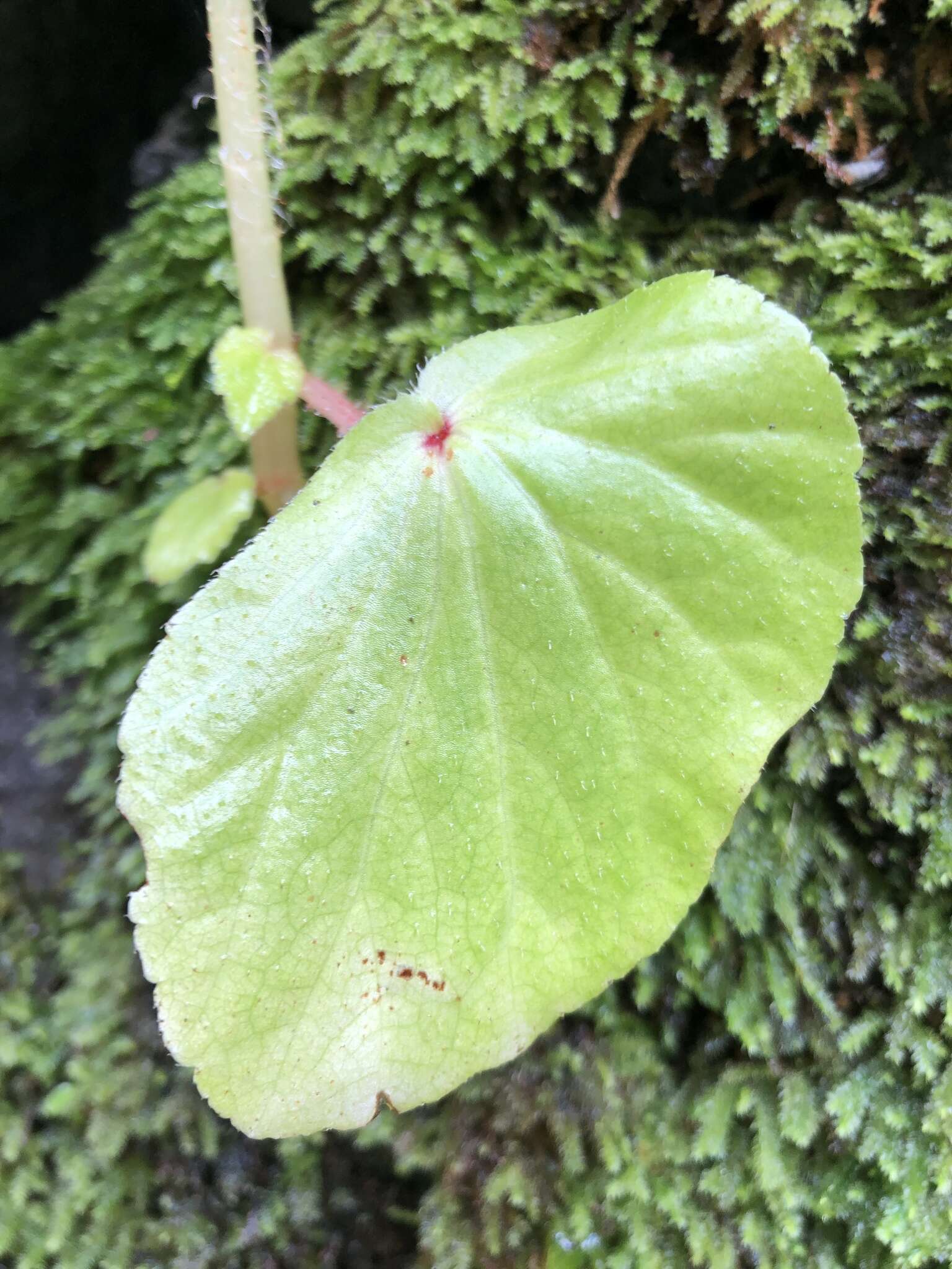 Image of Brazilian Begonia