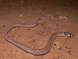 Image of Western hooded scaly-foot