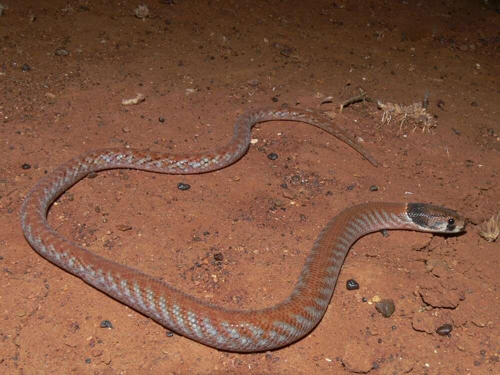 Image de Pygopus nigriceps (Fischer 1882)