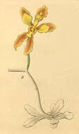 Image of Gomesa micropogon (Rchb. fil.) M. W. Chase & N. H. Williams