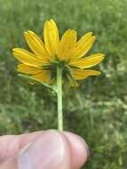 Image of Rudbeckia terranigrae