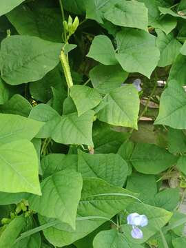 Image of winged bean